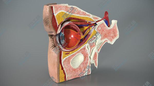 images/goods_img/20210312/3D model Eye Anatomy Cross-Section Right/1.jpg
